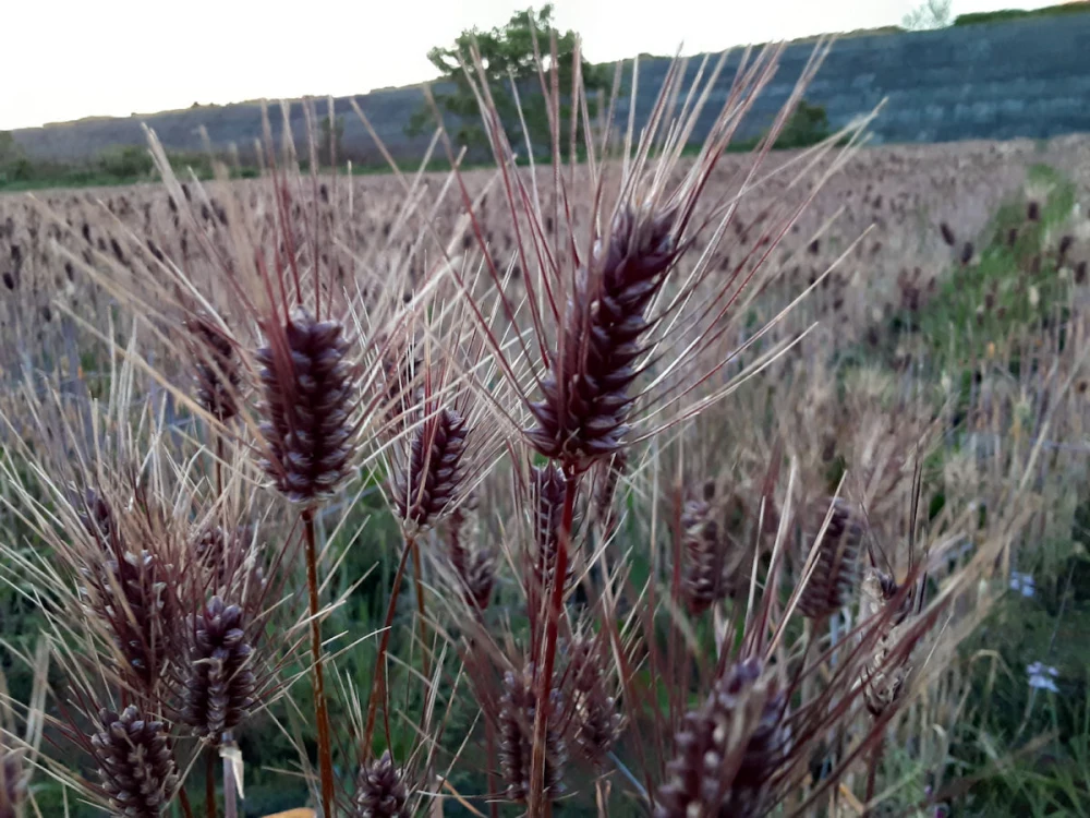 2021年収穫分　プチプチした食感！！ポリフェノールで色づいた紫のもち麦　玄麦