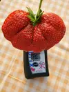 【次世代イチゴの革命児】市場に出回らない糖度と旨味を緻密に凝縮したマッスルベリー