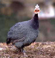 有限会社　石黒農場