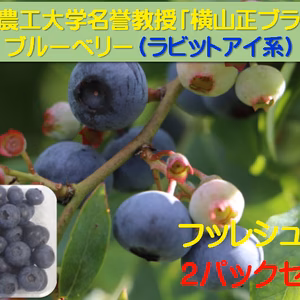 東京農工大学名誉教授「横山正ブランド」ブルーベリー：ラビットアイ2パック