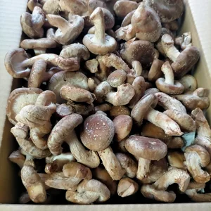 クール【訳アリ規格外】椎茸の子供1～3kg　菌床西軽井沢産　冷凍可能