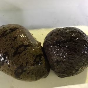 冬限定 淡路島天然なまこ