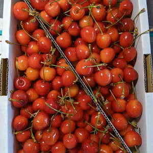 さくらんぼ大将錦B級品