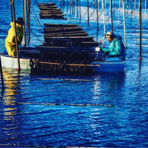 【新のり】2025年有明海産佐賀海苔・乾海苔