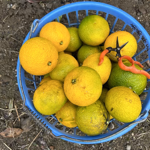 スィートスプリング60サイズ6個入り