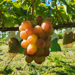 訳あり品【朝採り発送】★長野県限定生産 クインルージュ 