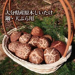 ☆大分県産原木しいたけ1kg☆鍋天ぷらなどに!(冷蔵)