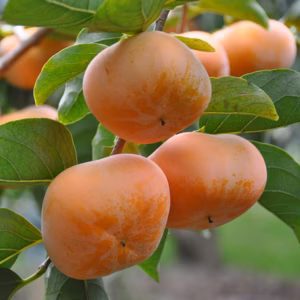 お得なご家庭用！たねなし柿　さっくり甘い！奈良県産