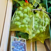 【数量限定】ベランダでブドウ！　巨峰　苗　３房実付き