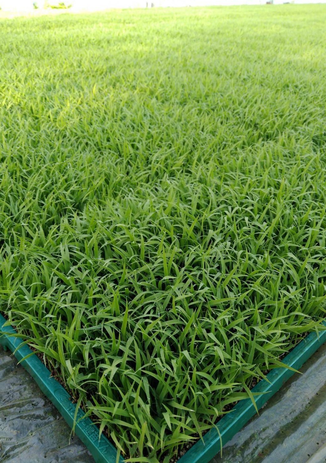 新米玄米30kg】令和7年度宮城県産ひとめぼれ「環境保全米