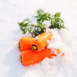 甘み極上の雪下にんじん「灯かり(ひかり)」