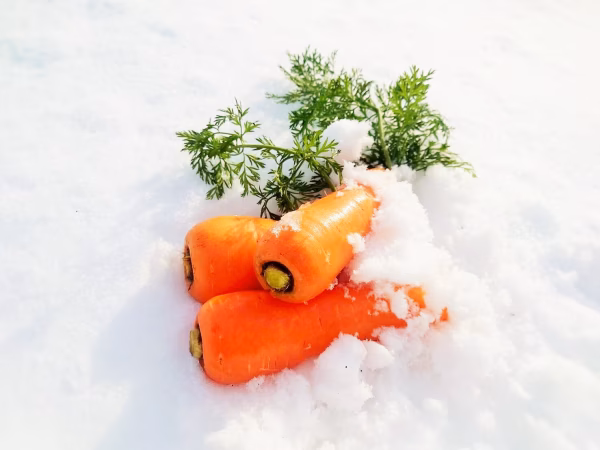 甘み極上の雪下にんじん「灯かり(ひかり)」
