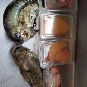 イチマン❗ゴッコ(ホテイウオ)夫婦　ゴッコ汁用