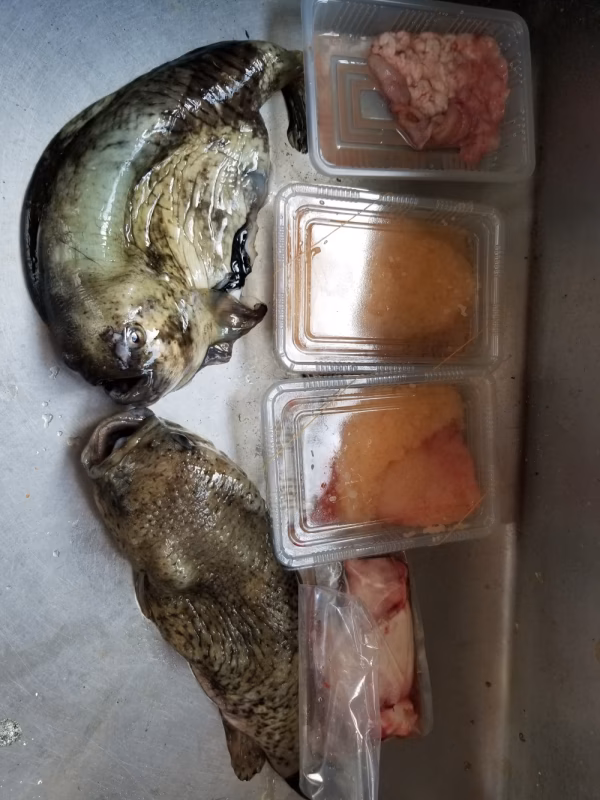 イチマン❗ゴッコ(ホテイウオ)夫婦　ゴッコ汁用