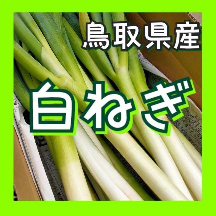 夫婦で長ネギを育てています??千葉県産 長ネギ Mサイズ30キロ - 野菜