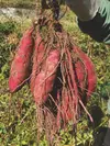 土佐、香北町の固定種の野菜セット　農薬、化学肥料不使用