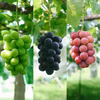 葡萄BOX【三色アソート】