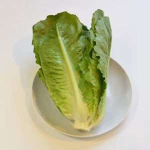 和らぎ農法　ロメインレタス　大