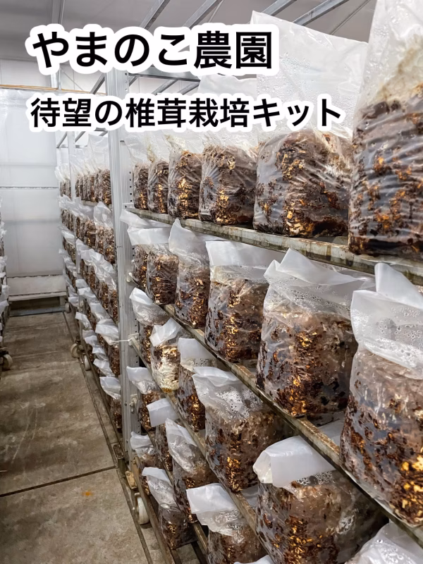 特選椎茸栽培キット　栽培説明書付き　送料込み