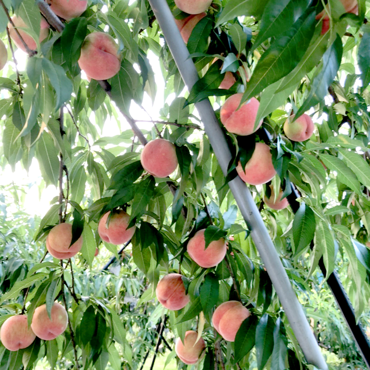 山形県村山市｜齋藤農園｜斎藤寛幸さんの生産者プロフィール