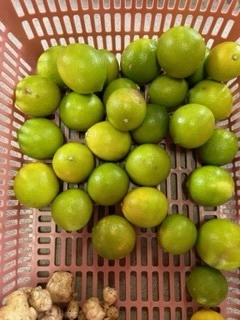 福岡県産シークワーサー500gと福岡県産希少ライム4個入り‼️
