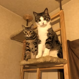 たかはしさとこ