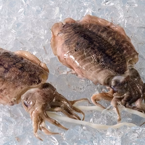 霹靂、一閃カミナリイカ(紋甲ｲｶ冷凍)旨い！数量限定