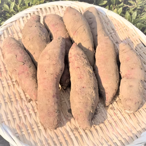 【銀座やきいも店の生芋をお届け！】Sサイズ小芋詰め合わせ！紅あづま　3㎏セット