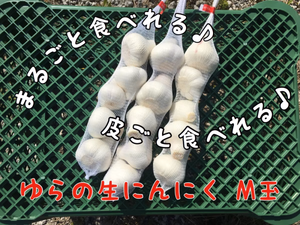 【まもなく終了！】ゆらの生にんにく M玉 【期間限定】