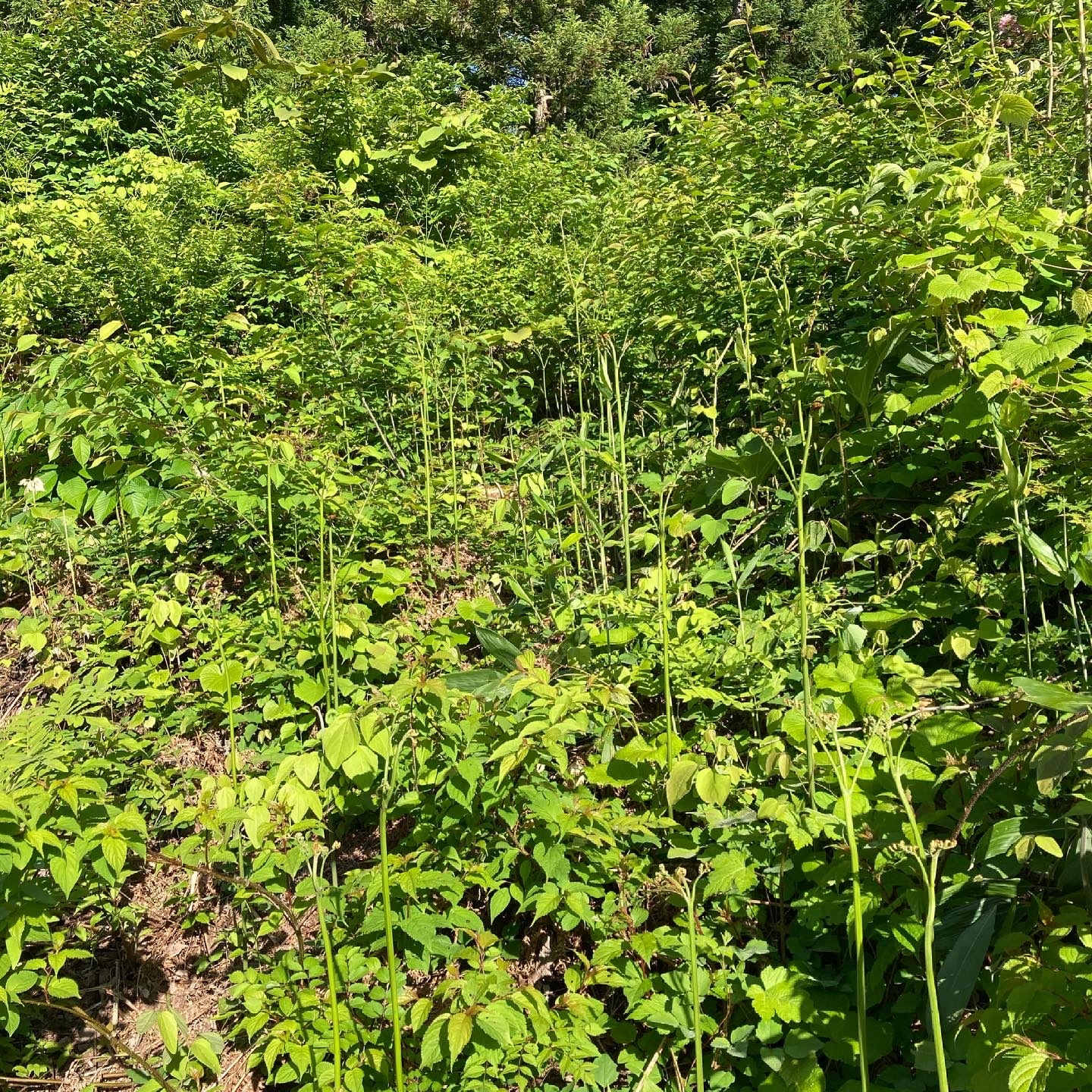 市場 山形県産 東北関東送料無料 わらび そのまま食べれる あく抜き ワラビ