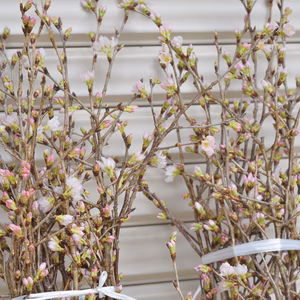 山の春を飾る 啓翁桜 ケイオウザクラ 切り枝10本束（70〜80cm）