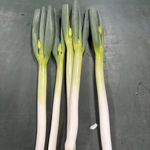 【破格】天ぷら＆煮込みに！春の訪れ「葱坊主」付きワケありネギ3L〜M