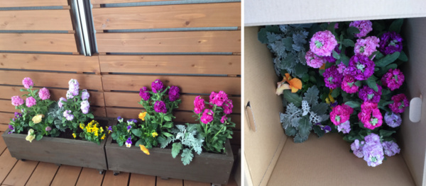 長谷部園芸 長谷部功来さんへのみんなの投稿 農家漁師から産地直送の通販 ポケットマルシェ