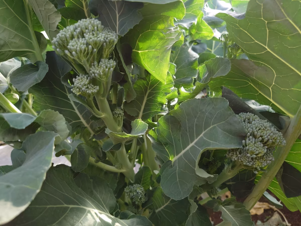 アスパラガスの様な美味しさ!?　茎ブロッコリー