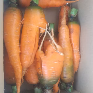 訳あり、自然栽培の人参5kg