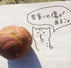 ふかせば即スイーツ❗️安納芋(虫食い傷あり)(大きめイモ･５キロ入り)