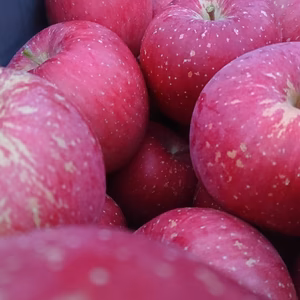 秋田より　やたか（早生ふじ）傷10キロ