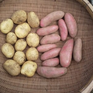 【農薬不使用】新ジャガイモ 紅白セット ３キロ
