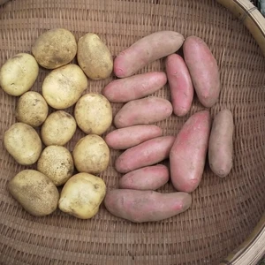 【農薬不使用新じゃが！】フランスジャガイモ 紅白セット ３キロ