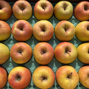 食べきりサイズ❗️甘～いりんご✨ぐんま名月 5kg箱 20～23個入り