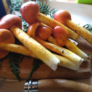 ◆早い者勝ち◆ニセコ産天然たまご茸