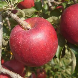 朝採り直送！1日限定10箱！信州麻績村産の秋映(家庭用)！