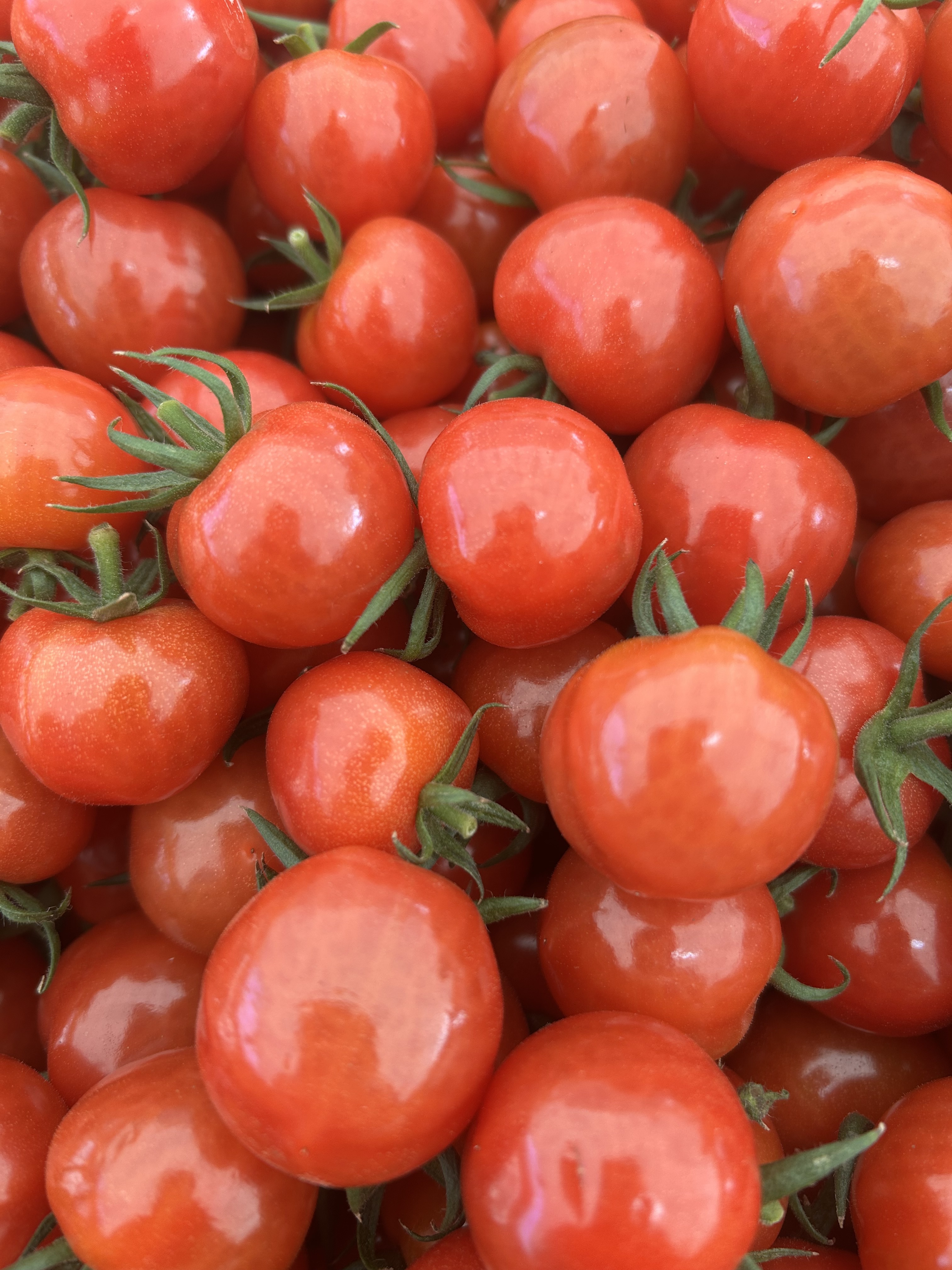 お待たせしました。プチぷよミニトマト！｜トマトの商品詳細｜ポケット