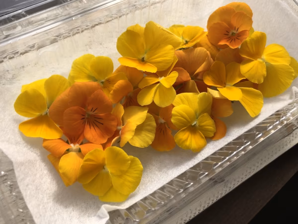 エディブルフラワー ビオラ 【色：黄・オレンジ系】