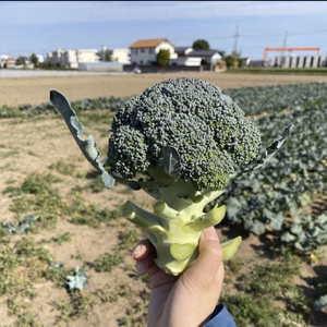 【農家直送】収穫から6時間以内の新鮮ブロッコリー お試し6個
