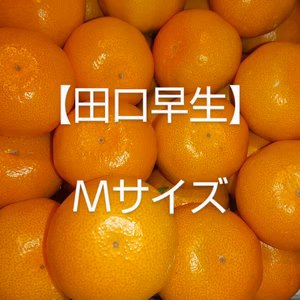 Ｍサイズ 和歌山生まれの早生みかん【田口早生】   