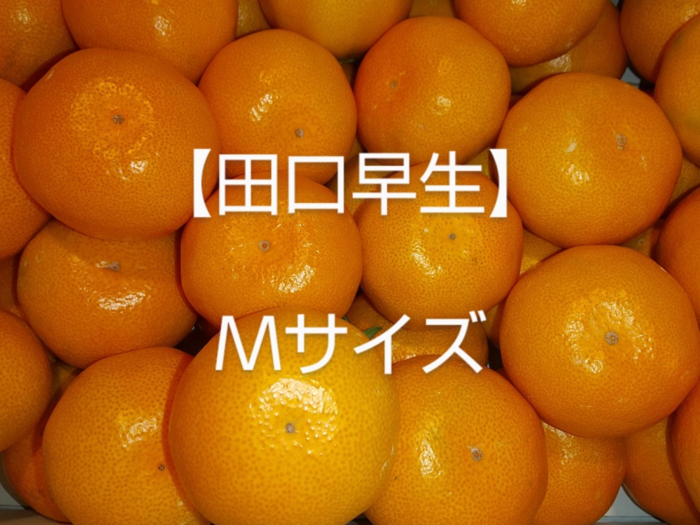 ｍサイズ 和歌山生まれの早生みかん 田口早生 農家漁師から産地直送の通販 ポケットマルシェ