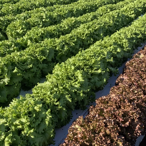 シャキふわリーフ&サニーの詰合せ