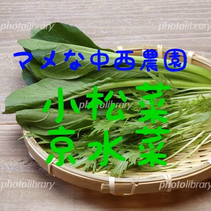 葉物野菜の美味しい季節。京水菜と京小松菜のセット