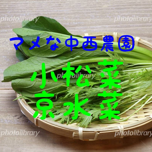 葉物野菜の美味しい季節。京水菜と京小松菜のセット